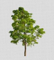 Tree on transparent picture background with clipping path, single tree with clipping path and alpha channel photo