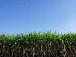 plantaciones de caña de azúcar, la planta agrícola tropical en tailandia foto