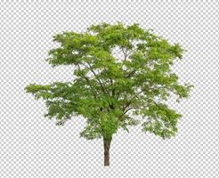 Tree on transparent background with clipping path, single tree with clipping path and alpha channel photo