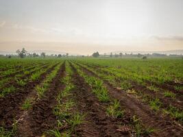 Sugarcane plantations, agricultural plants grow up photo