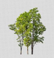 Tree on transparent picture background with clipping path, single tree with clipping path and alpha channel photo