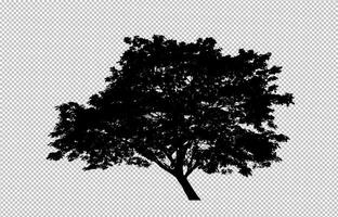 Tree silhouette on transparent background with clipping path and alpha photo