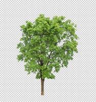 Tree on transparent picture background with clipping path, single tree with clipping path and alpha channel photo