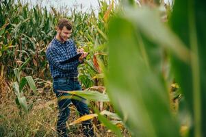 Agronomist holds tablet touch pad computer in the corn field and examining crops before harvesting. Agribusiness concept. agricultural engineer standing in a corn field with a tablet. photo