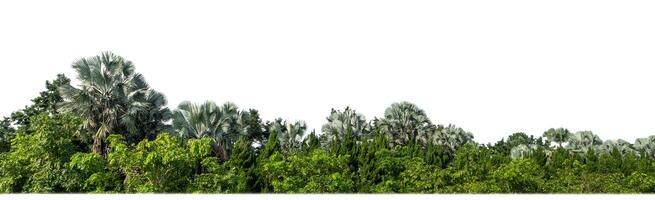 Green Trees isolated on white background.are Forest and foliage in summer for both printing and web pages with cut path and alpha channel photo