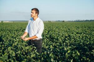 Agronomist holds tablet touch pad computer in the soy field and examining crops before harvesting. Agribusiness concept. agricultural engineer standing in a soy field with a tablet in summer. photo