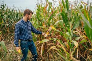Agronomist holds tablet touch pad computer in the corn field and examining crops before harvesting. Agribusiness concept. agricultural engineer standing in a corn field with a tablet. photo