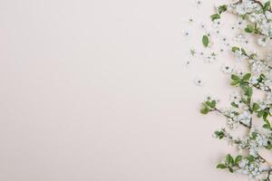 photo of spring white cherry blossom tree on pastel background. View from above, flat lay, copy space. Spring and summer background.