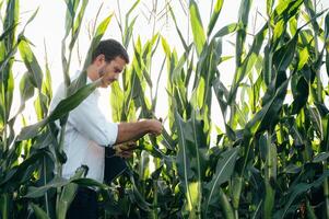 Agronomist holds tablet touch pad computer in the corn field and examining crops before harvesting. Agribusiness concept. agricultural engineer standing in a corn field with a tablet in summer. photo
