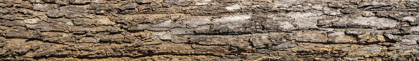 Tree texture bark background. photo