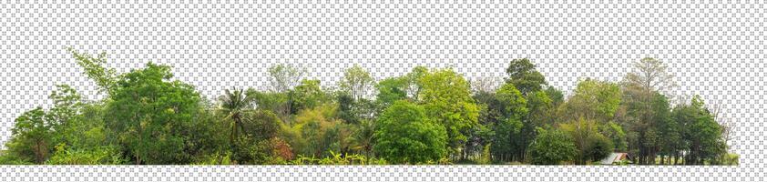 Green trees isolated on transparent background forest and summer foliage for both print and web with cut path and alpha channel photo