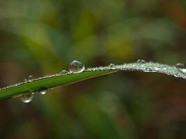 gota de rocío en la mañana en la hoja foto