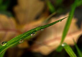 Dew drop on a blade of grass photo