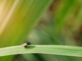 insectos volar, ligero verde césped con luz de sol foto