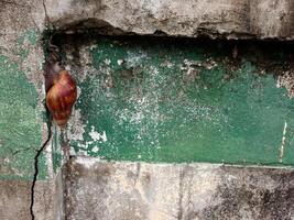 many snail climbing on wall. photo