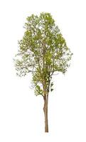 Trees that are isolated on a white background are suitable for both printing and web pages photo