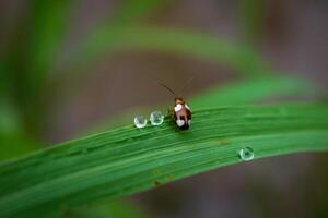 Grass and morning dew abstract. photo