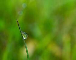 Drop of dew in morning on leaf photo