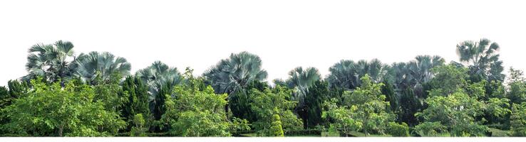 Green Trees isolated on white background.are Forest and foliage in summer for both printing and web pages with cut path and alpha channel photo