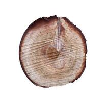 redondo cortar abajo árbol con anual anillos como un madera textura. foto