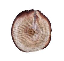 Round cut down tree with annual rings as a wood texture. photo