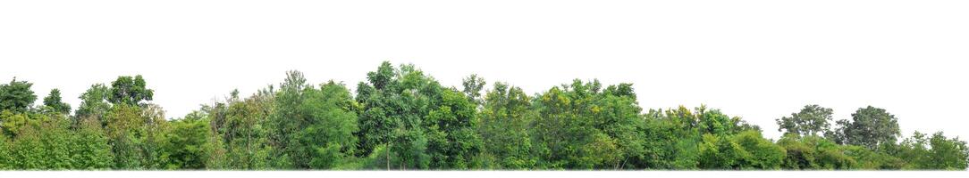 árboles verdes aislados en fondo blanco.son bosques y follaje en verano tanto para impresión como para páginas web con ruta cortada y canal alfa foto