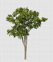 Tree on transparent background with clipping path, single tree with clipping path and alpha channel photo
