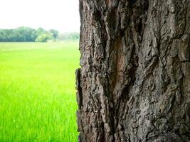 Trunk of big trees and sunshine in the green forest photo