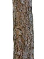 Tree trunk Isolated On White Background photo