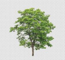 Tree on transparent picture background with clipping path, single tree with clipping path and alpha channel photo