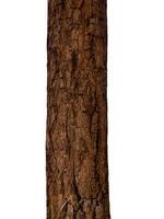 Trunk of a tree Isolated On White Background photo