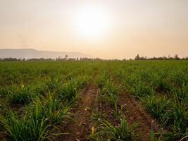 Sugarcane plantations and sugarcane cultivation in the evening, sunset photo