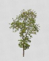 Tree on transparent picture background with clipping path, single tree with clipping path and alpha channel photo