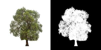 Tree on transparent picture background with clipping path, single tree with clipping path and alpha channel. photo