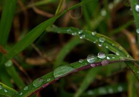 Drop of dew in morning on leaf photo