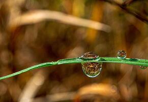 gota de rocío en una brizna de hierba foto