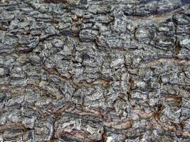 Tree bark texture photo