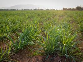 Sugarcane plantations,the agriculture tropical plant in Thailand photo