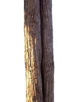 trunk of the tree stands on a white Background photo