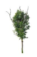 Trees that are isolated on a white background are suitable for both printing and web pages photo