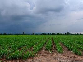 Wide cane fields and rainy sky photo