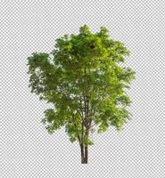 Tree on transparent picture background with clipping path, single tree with clipping path and alpha channel photo