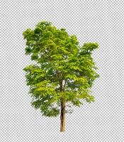 Tree on transparent picture background with clipping path, single tree with clipping path and alpha channel photo