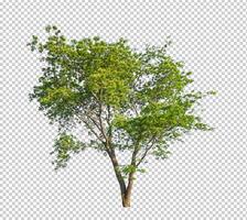 Tree on transparent picture background with clipping path, single tree with clipping path and alpha channel photo