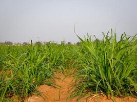 plantaciones de caña de azúcar, la planta agrícola tropical en tailandia foto