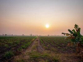 Caña de azúcar plantaciones, agrícola plantas crecer arriba foto