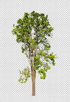 Tree on transparent picture background with clipping path, single tree with clipping path and alpha channel photo