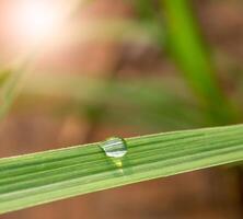 Dew drops on sugarcane leaves photo