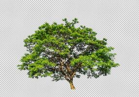 Tree on transparent picture background with clipping path, single tree with clipping path and alpha channel photo