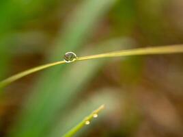 Dew drops on sugarcane leaves photo